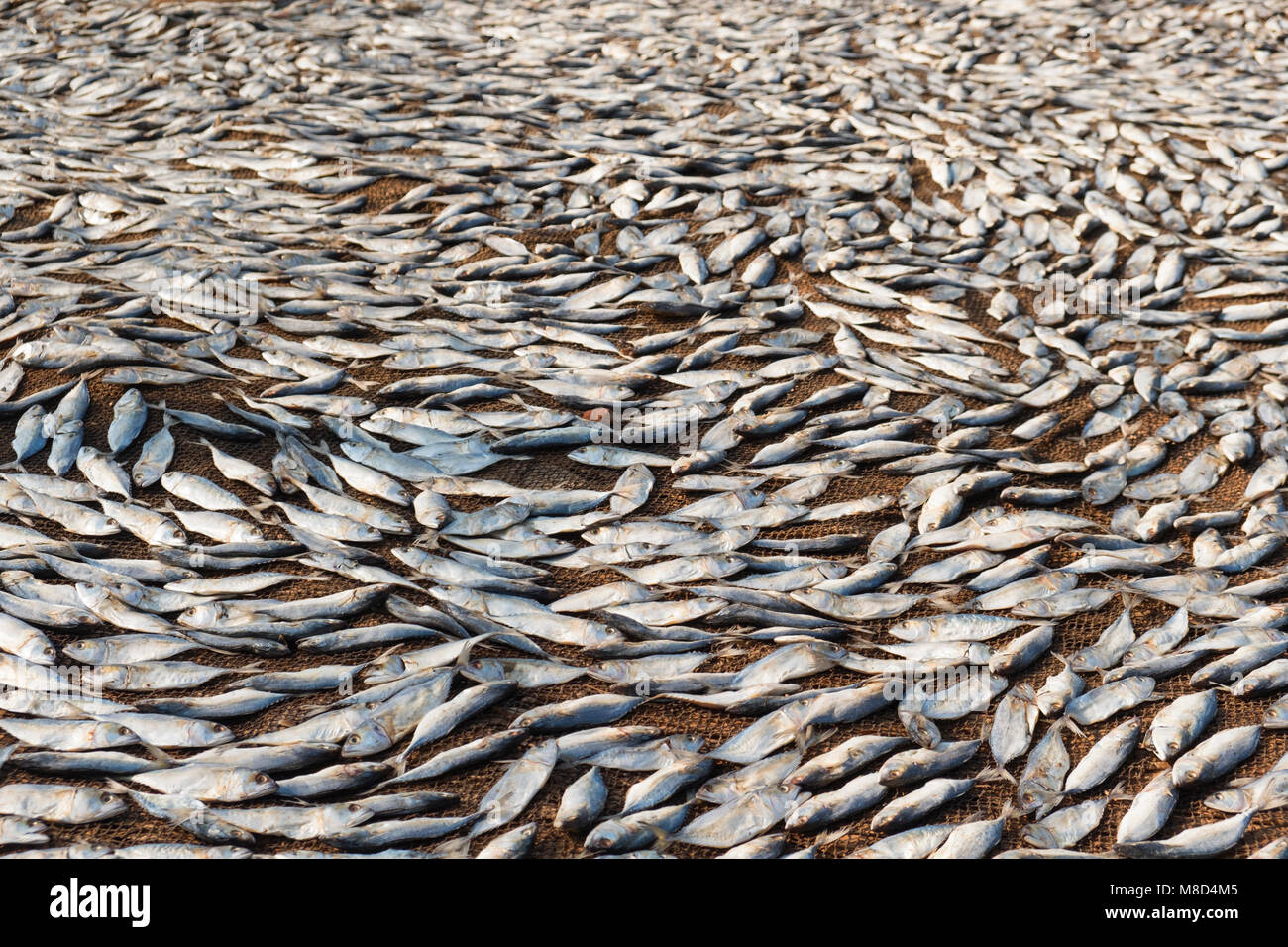 Pesce di essiccazione al sole Colva Beach Goa in India Foto Stock