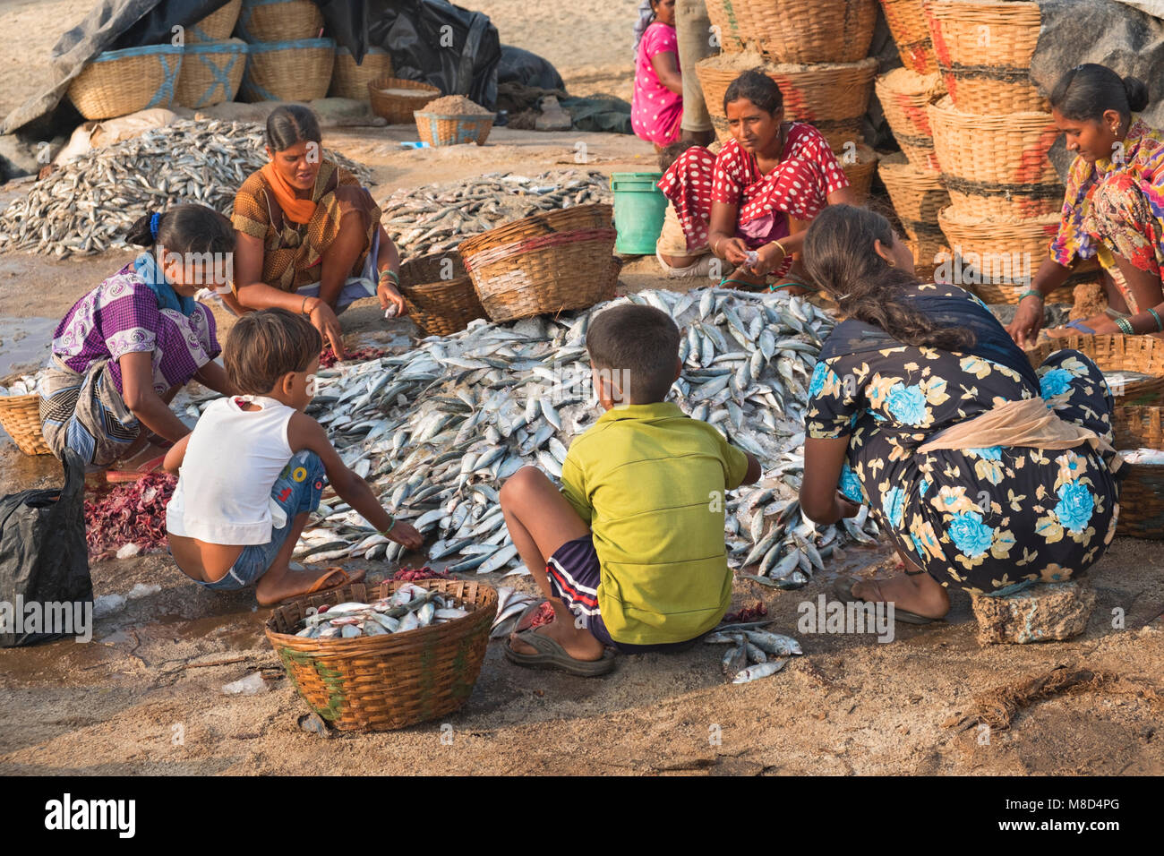 A smistare pesce Colva Beach Goa in India Foto Stock