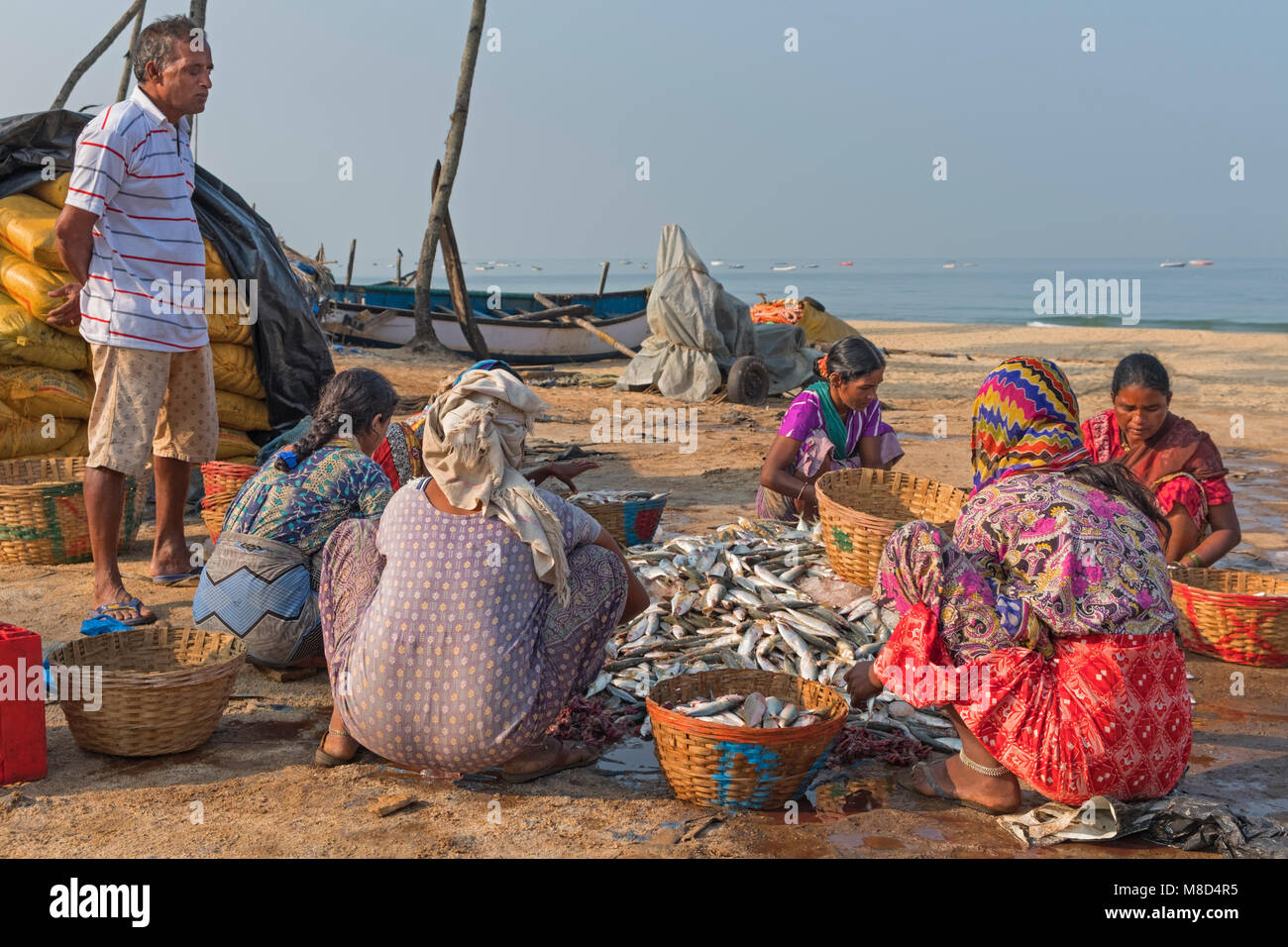 A smistare pesce Colva Beach Goa in India Foto Stock