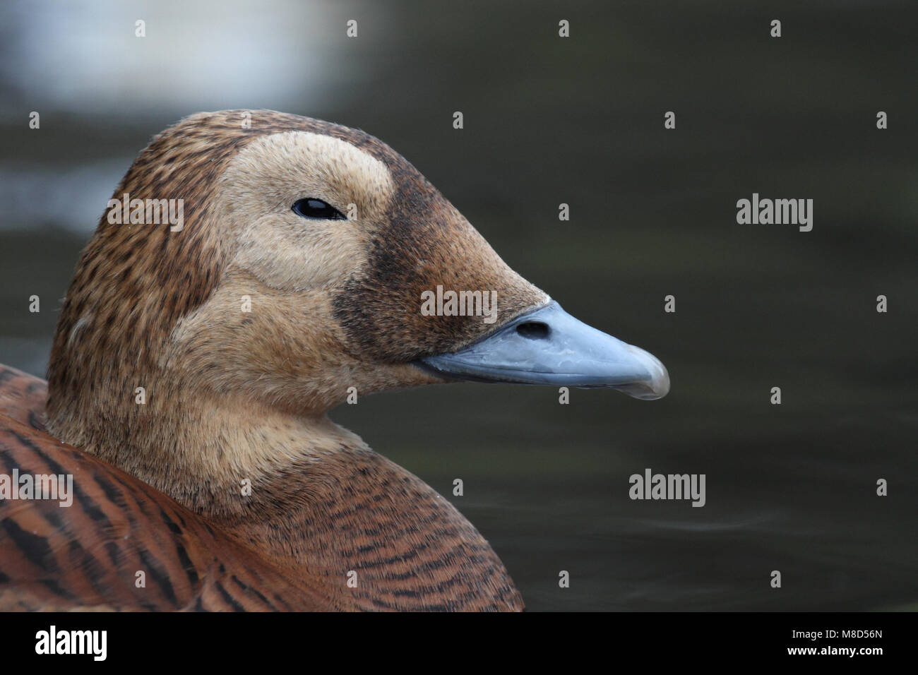 Vrouwtje Brileider close-up; femmina Spectacled Eider close up Foto Stock