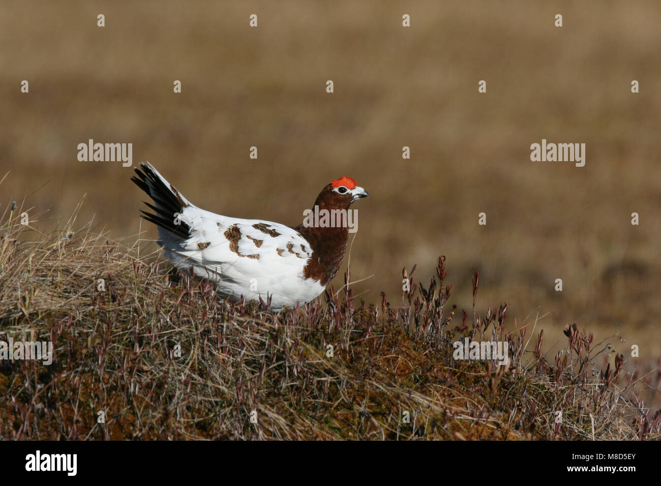 Moerassneeuwhoen ruiend naar zomerkleed; Willow Ptarmigan moulting a piumaggio estivo Foto Stock