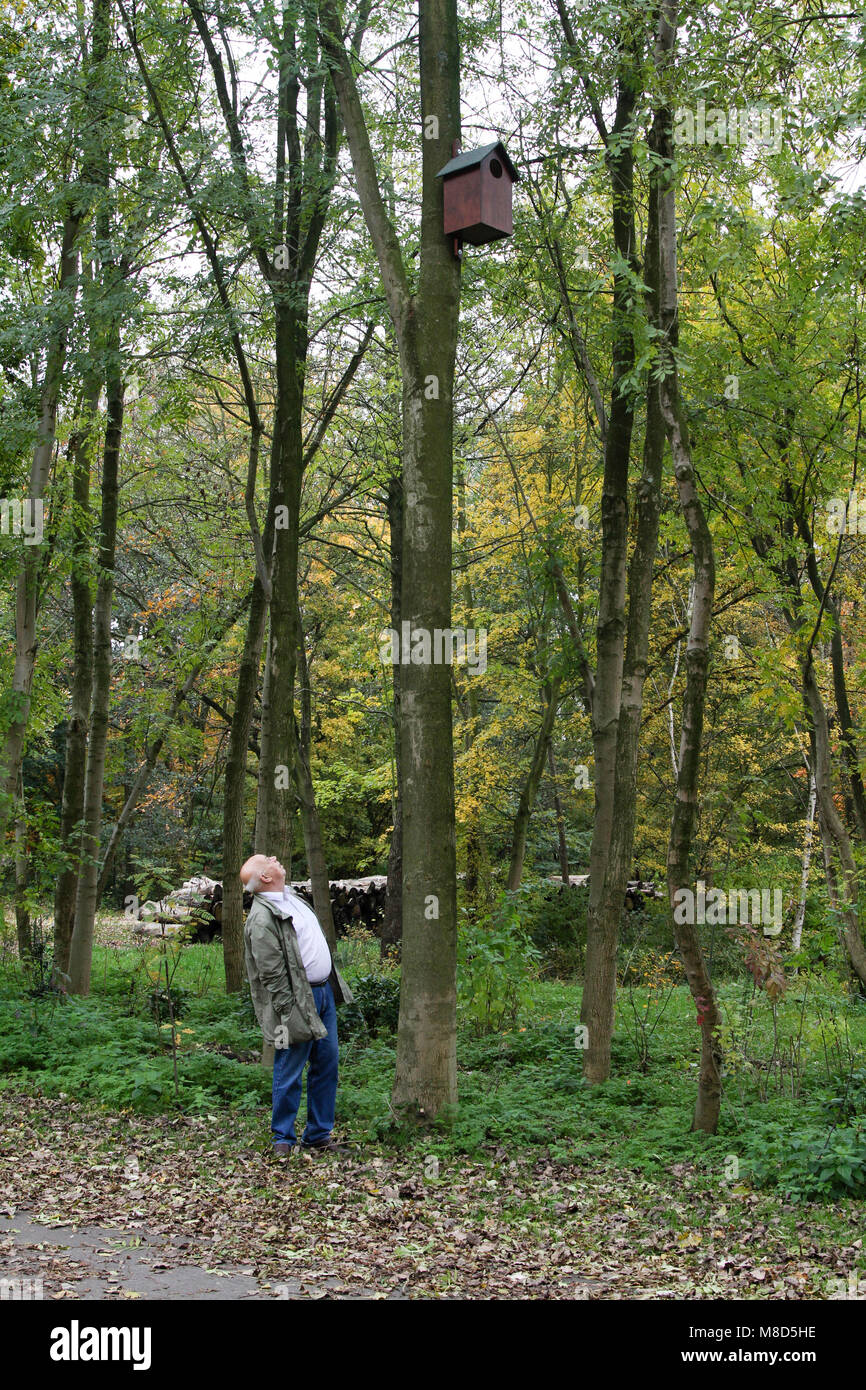 L'uomo kijkt naar nestkast van Bosuil nel braccio; un uomo guarda il nextbox di Allocco nella struttura ad albero Foto Stock