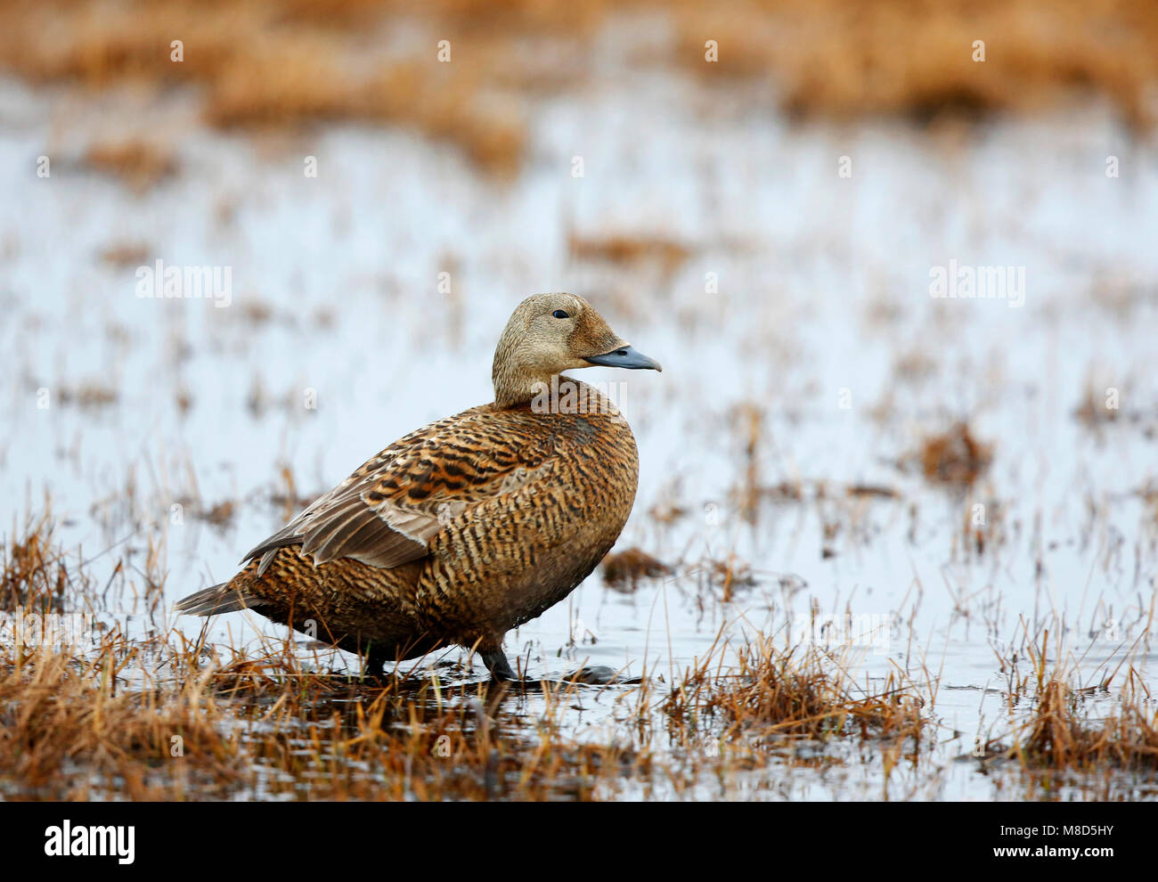 Vrouwtje brileider op de toendra; femmina Spectacled Eider presso la tundra Foto Stock