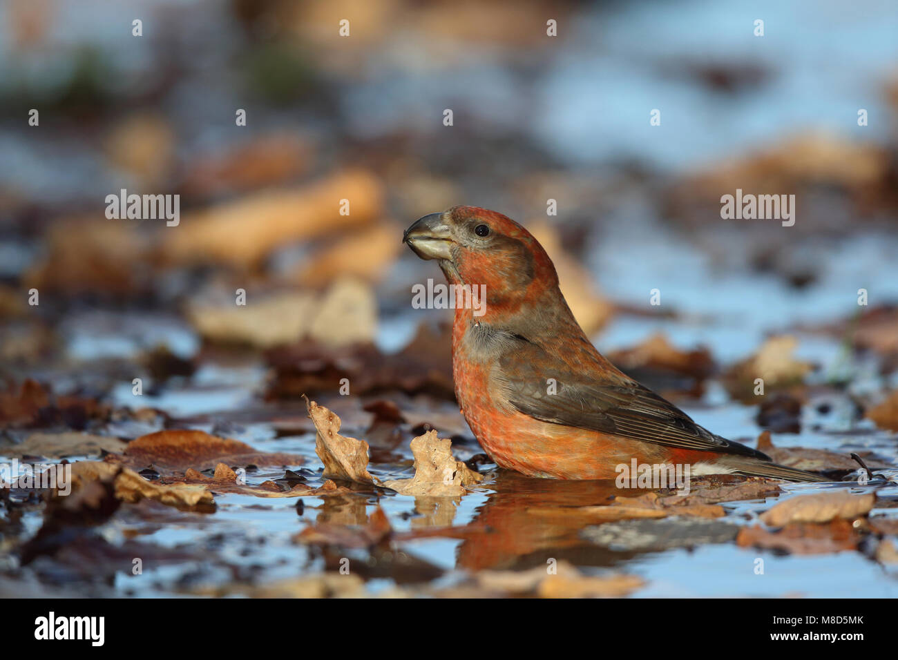 Drinkende Grote Kruisbek; bere Parrot Crossbill Foto Stock