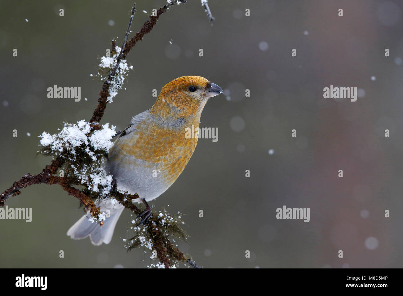 Haakbek in de sneeuw; Pine Grosbeak nella neve Foto Stock