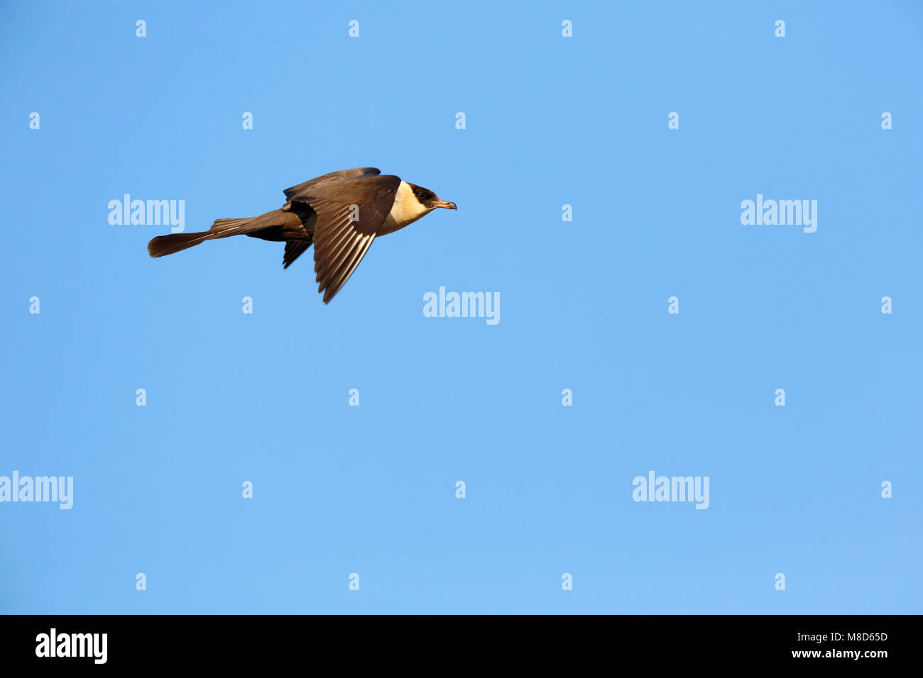 Vliegende Middelste Jager; battenti Pomarine Skua Foto Stock