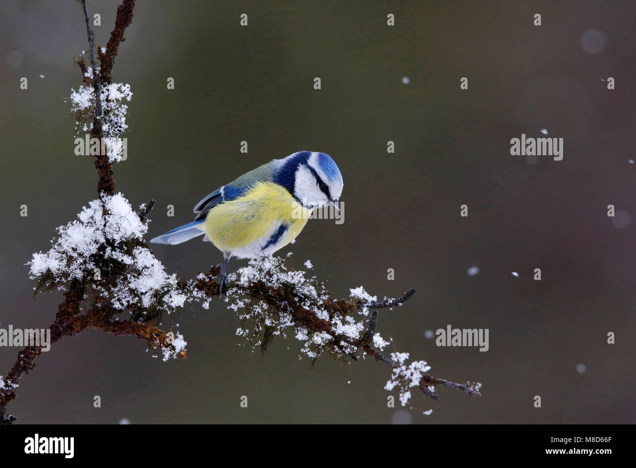 Pimpelmees in de sneeuw; blu tit nella neve Foto Stock