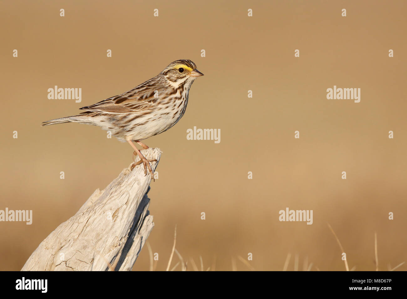 Savannahgors; Savannah Sparrow Foto Stock