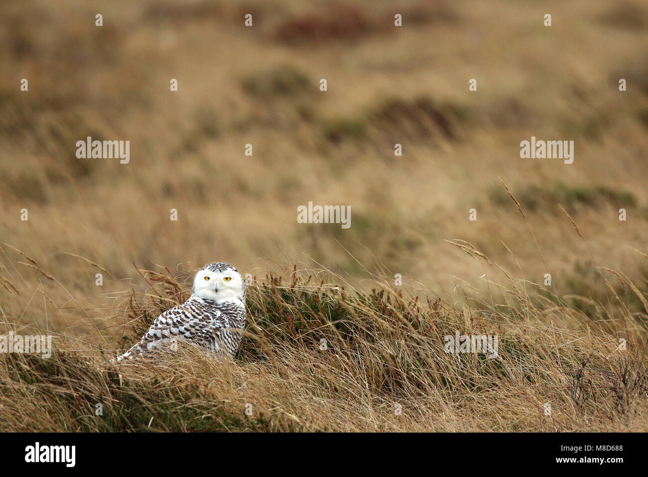 Sneeuwuil in de Duinen; civetta delle nevi di dune Foto Stock