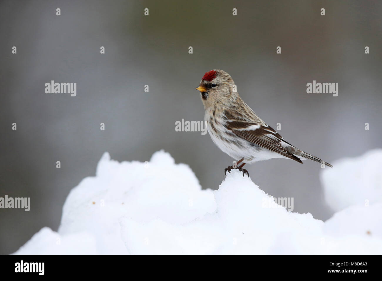 Witstuitbarmsijs; Arctic Redpoll; Carduelis hornemanni exilipes Foto Stock