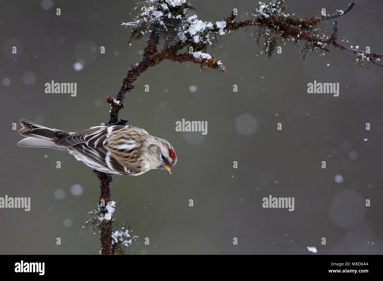 Witstuitbarmsijs; Arctic Redpoll; Carduelis hornemanni exilipes Foto Stock