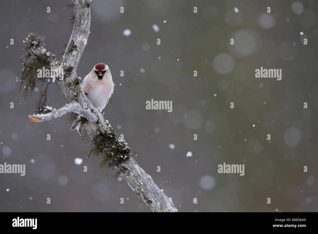 Witstuitbarmsijs; Arctic Redpoll; Carduelis hornemanni exilipes Foto Stock