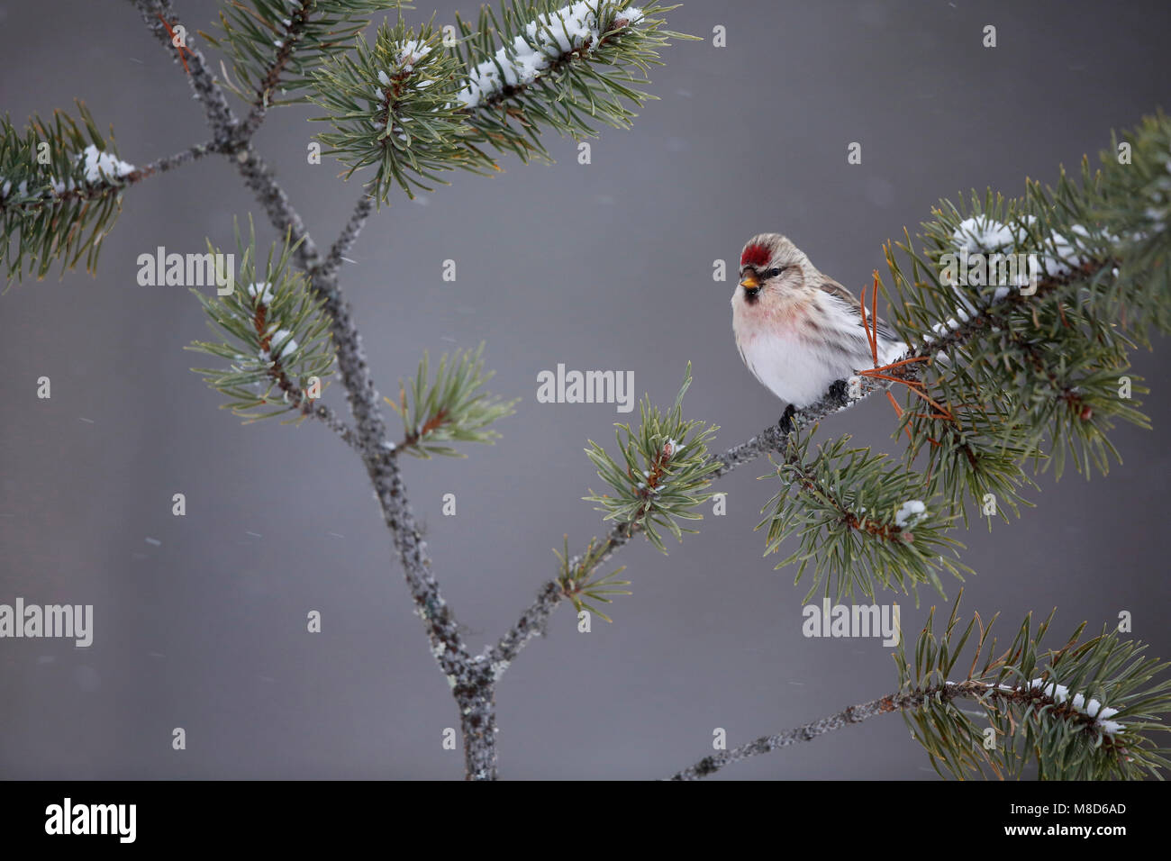 Witstuitbarmsijs; Arctic Redpoll; Carduelis hornemanni exilipes Foto Stock
