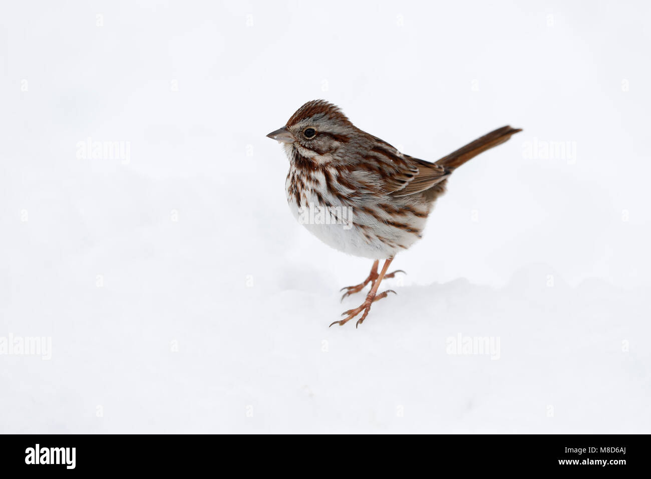 Zanggors zittend in de sneeuw; Song Sparrow (Melospiza melodia) permanente sulla neve Foto Stock