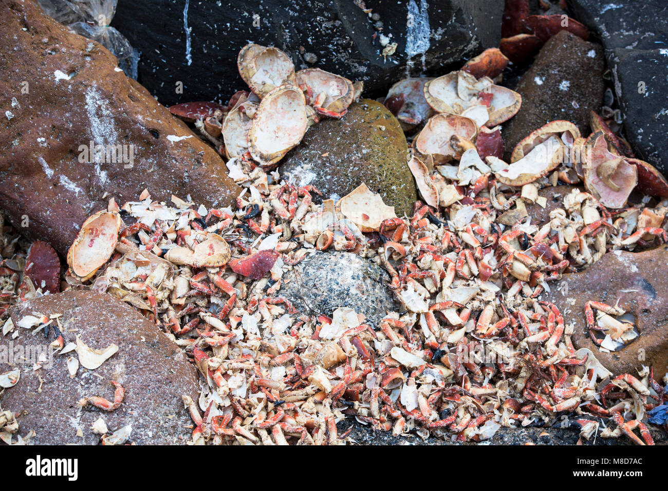 Scartato granchi sulla costa a Beadnell, Northumberland, Regno Unito. Foto Stock