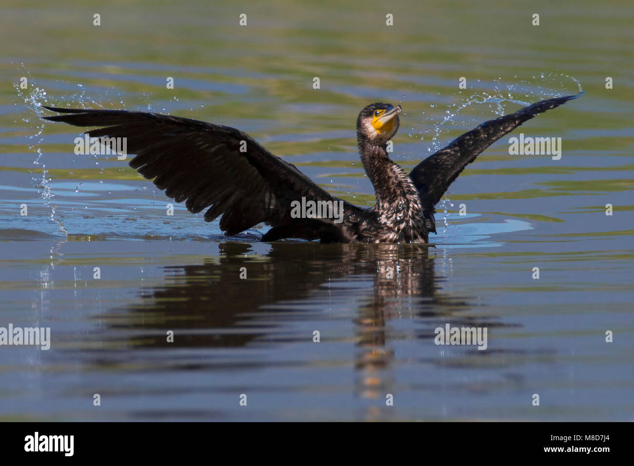 Aggiornamento del manuale Foto Stock