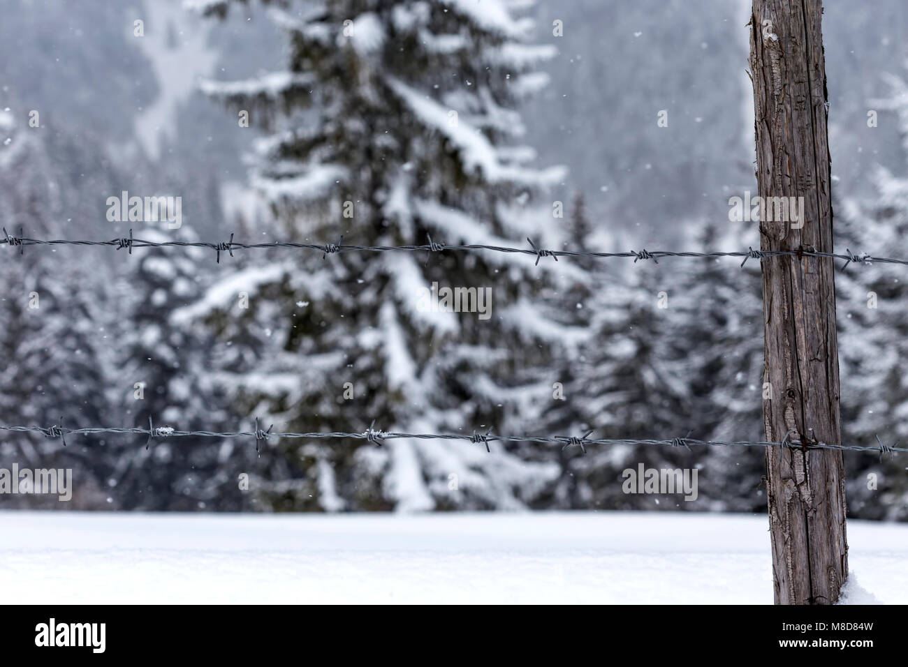 Chiusura del filo intorno al giardino di inverno con la foresta in background Foto Stock