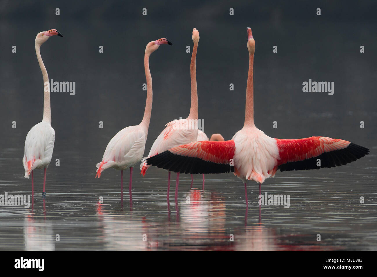 Groep blatsende Flamingo's; Gruppo di displying fenicottero maggiore Foto Stock