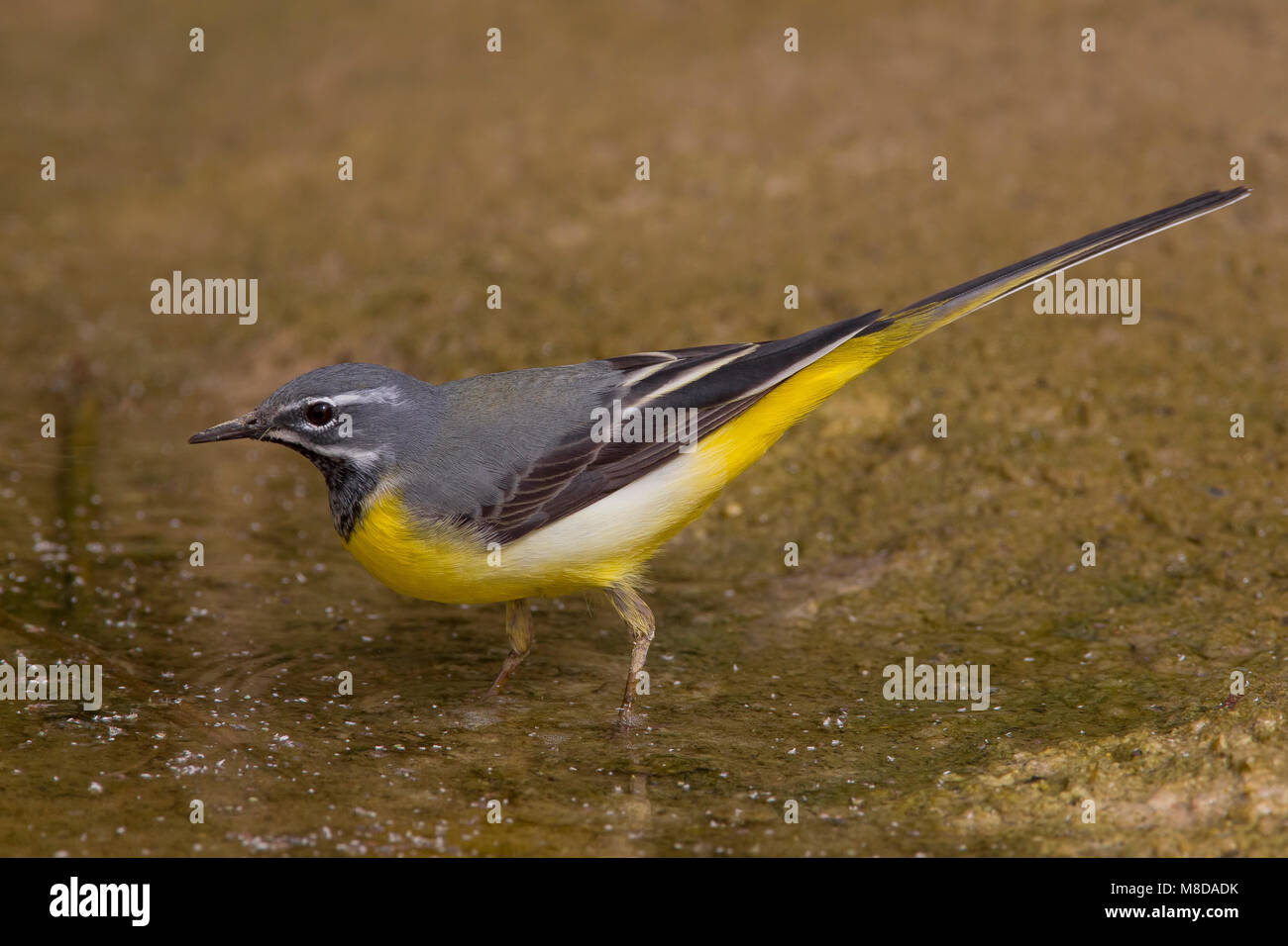 Grote Gele Kwikstaart uomo; grigio Wagtail maschio Foto Stock