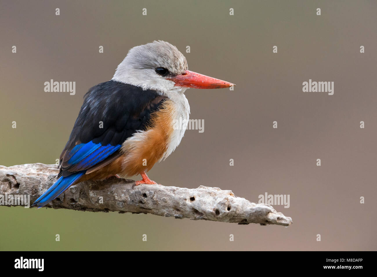 Grijskopijsvogel, a testa grigia Kingfisher Foto Stock