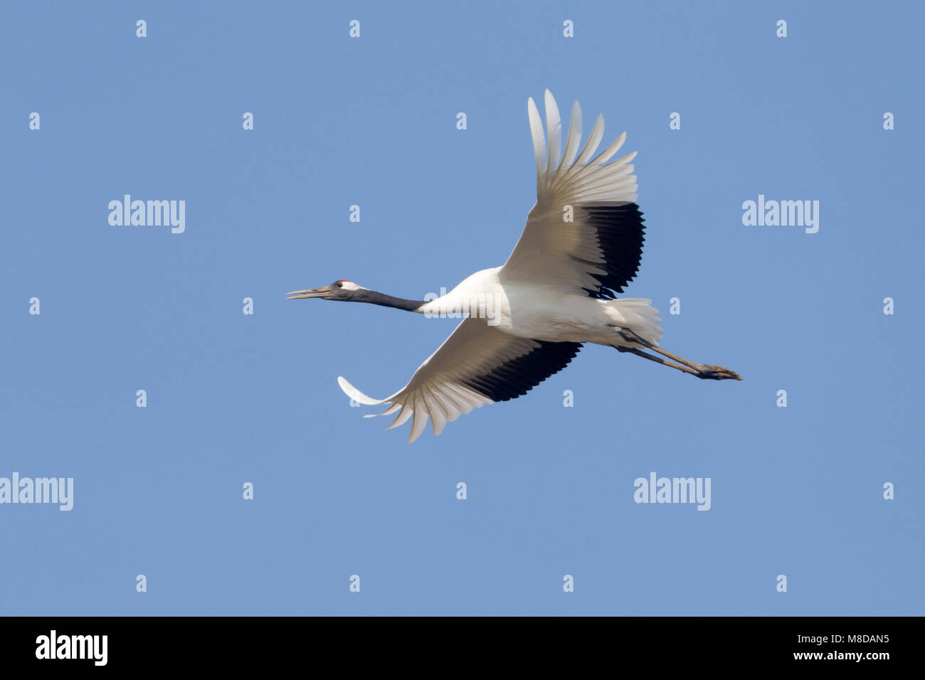 Kraanvogel cinesi in vlucht; rosso-Crowned Crane in volo Foto Stock