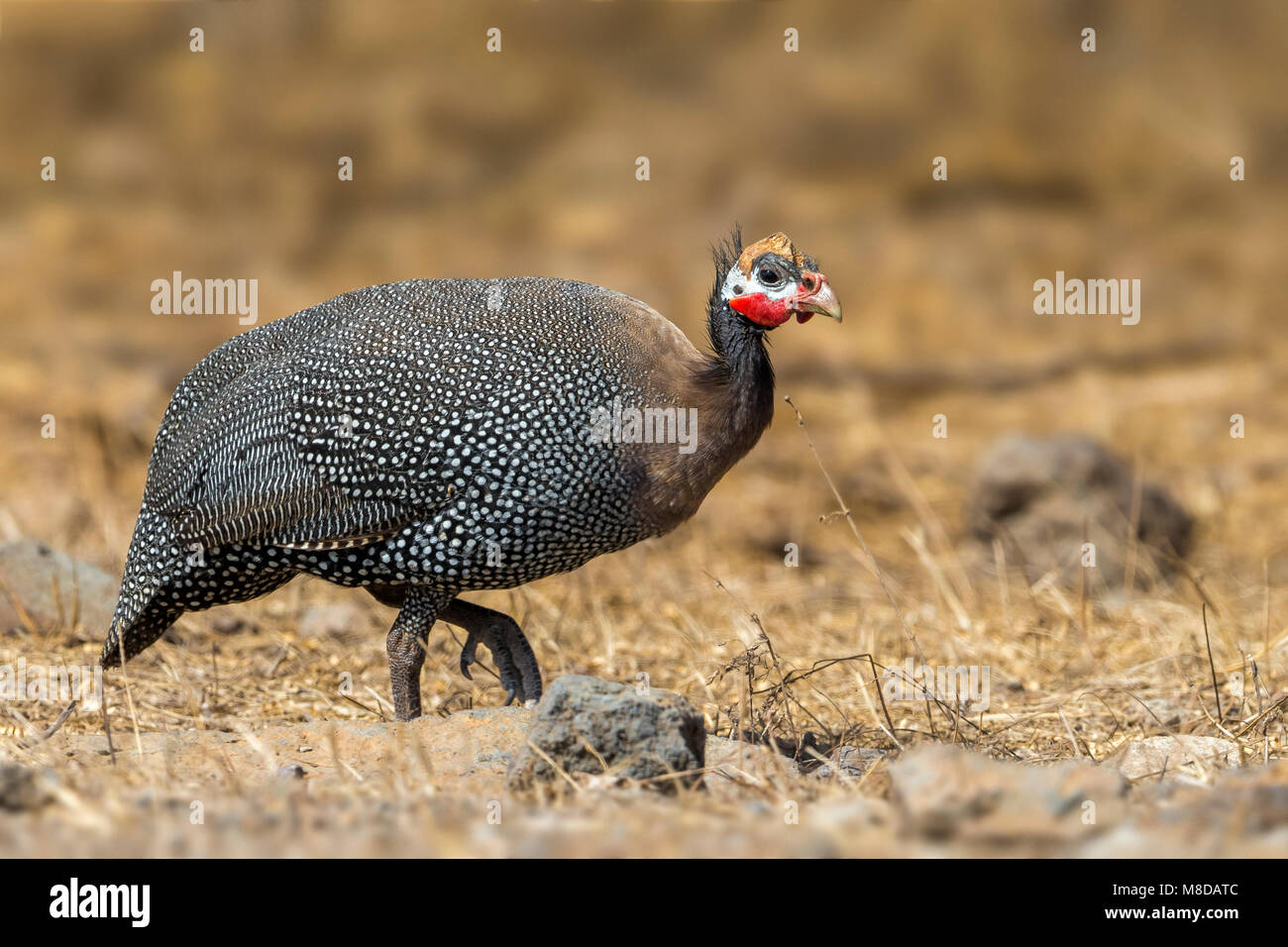 Helmparelhoen; Helmeted Faraone Foto Stock