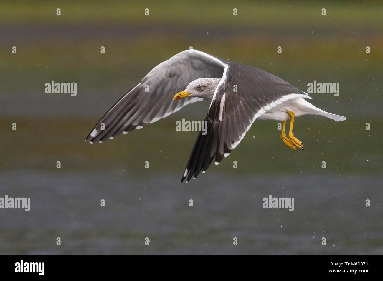 Kleine Mantelmeeuw; Minor Black-backed Gull; Larus fuscus Foto Stock