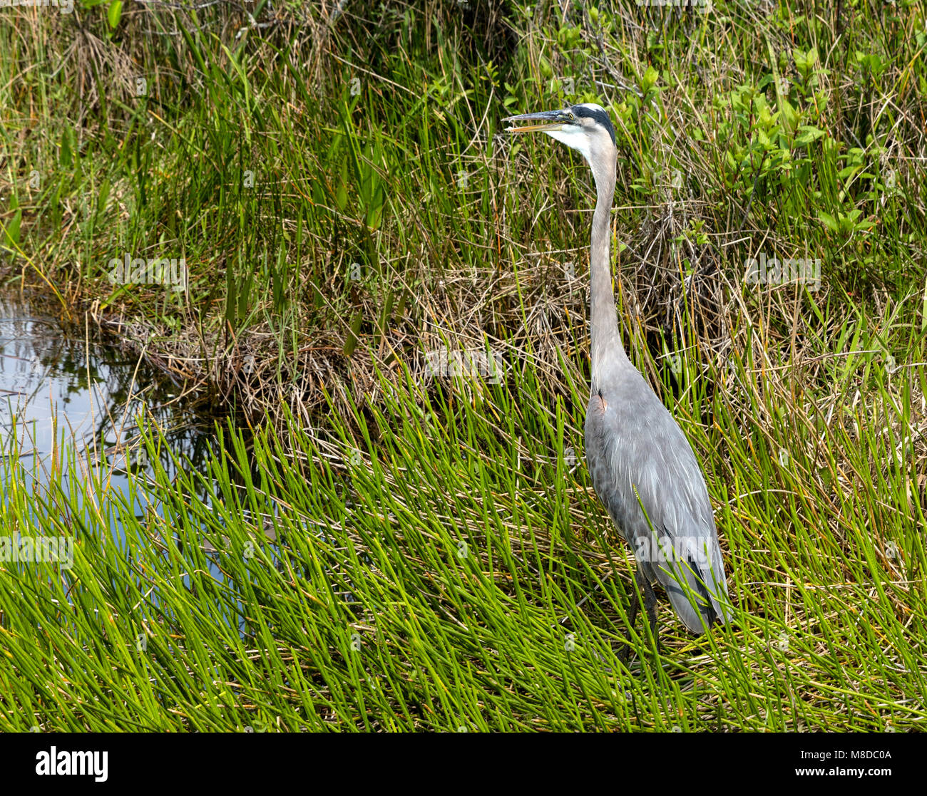 Airone blu spotted in Everglades National Park Foto Stock