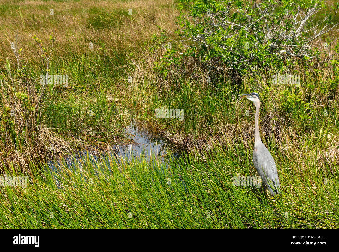 Airone blu spotted in Everglades National Park Foto Stock