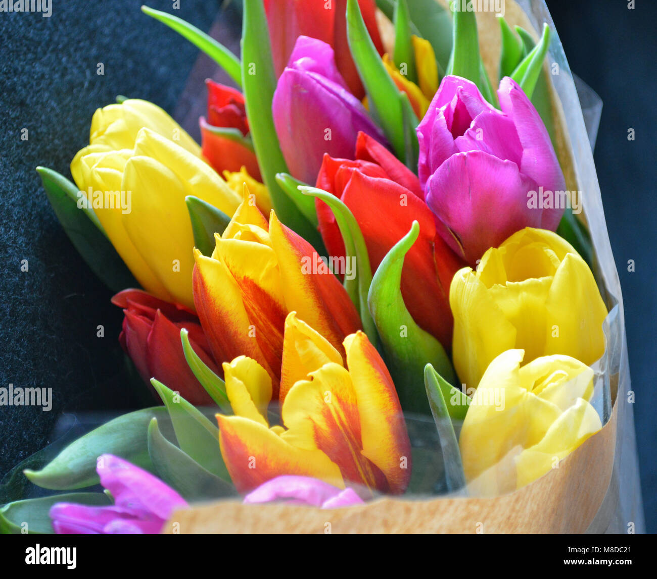 Multi-colore di tagliare i tulipani in confezione regalo Foto Stock
