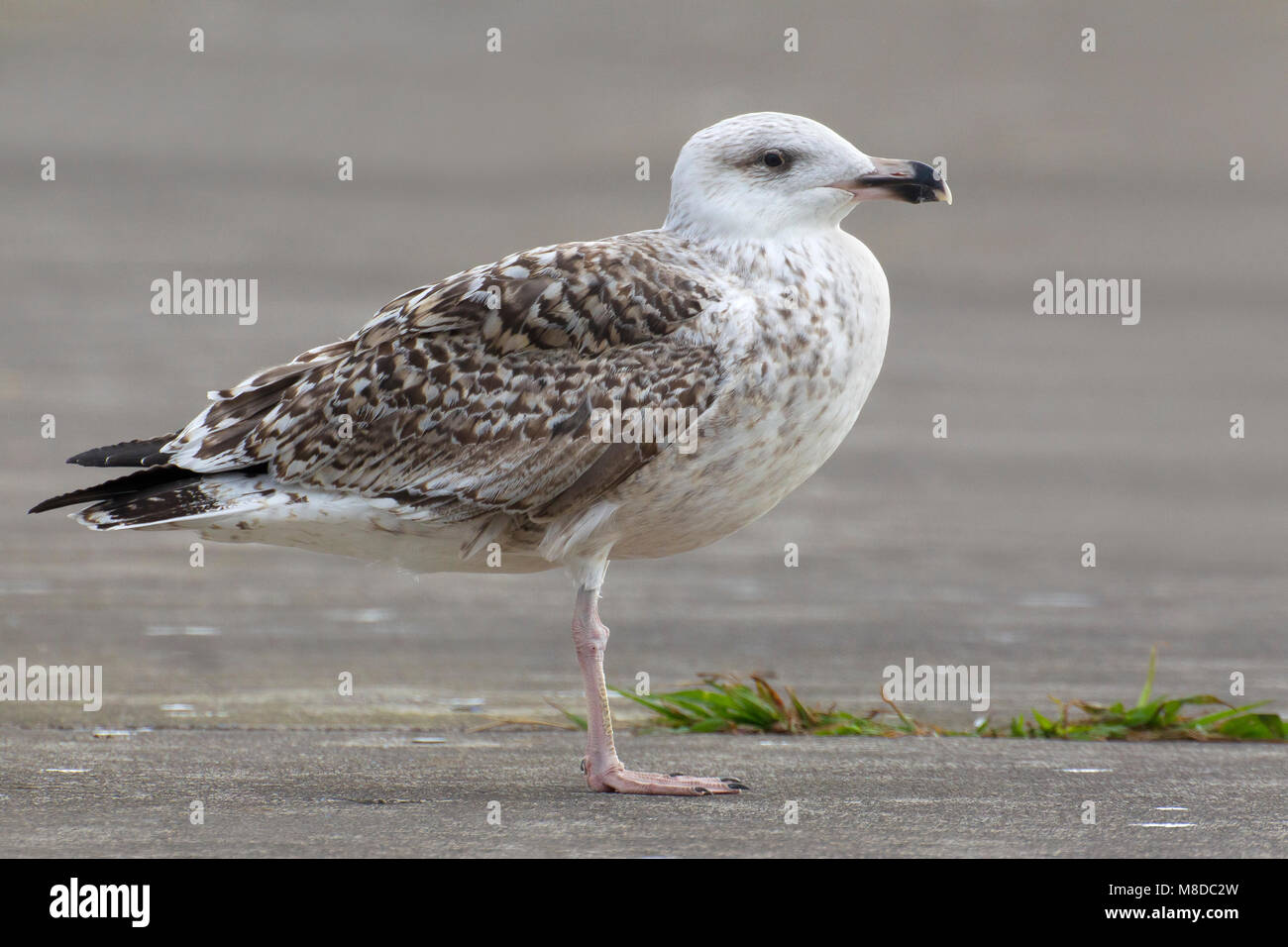 Onvolwassen Grote Mantelmeeuw; immaturo grande nero-backed Gull Foto Stock