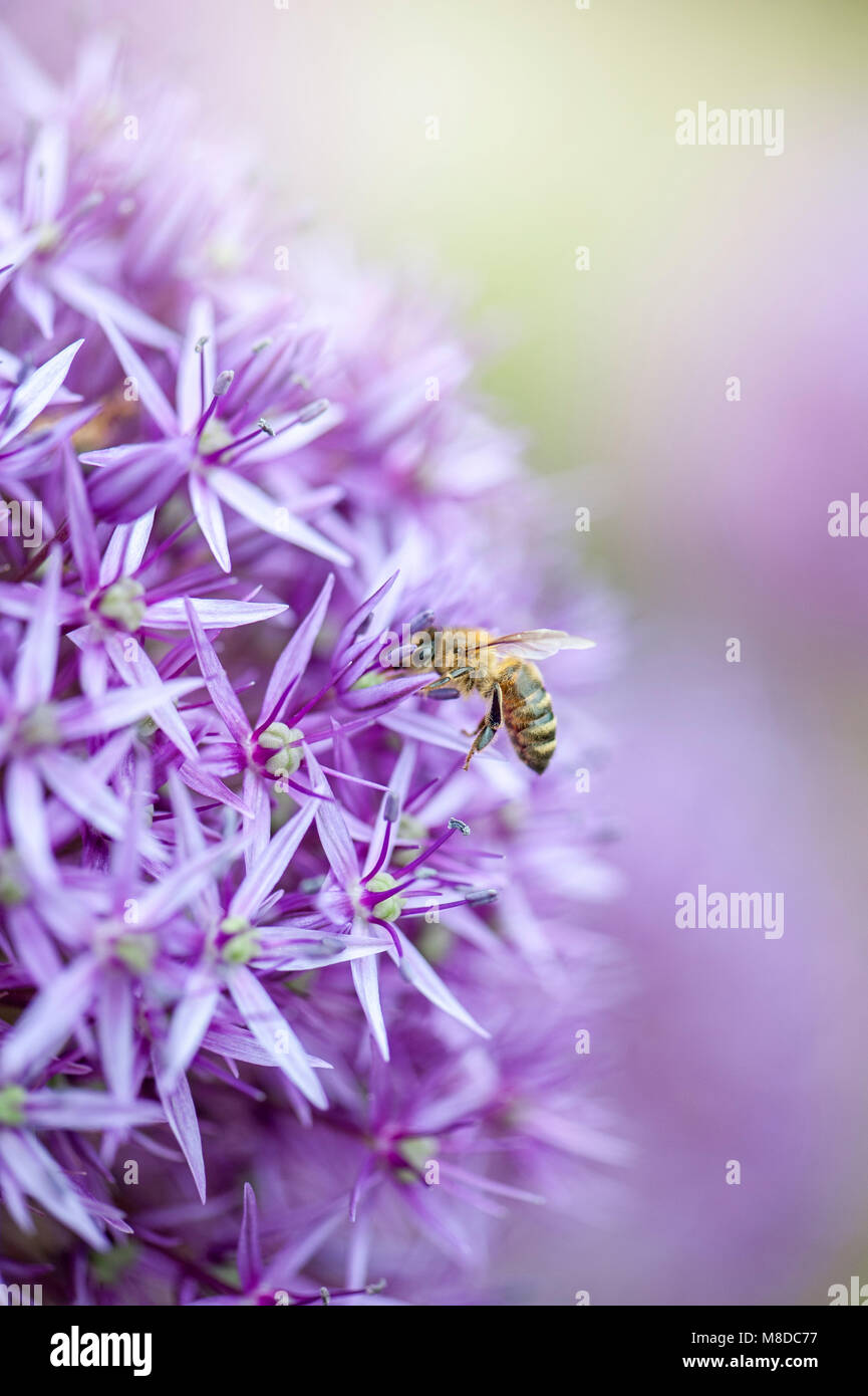 Close-up immagine di un estate fioritura viola Allium flower - cipolla ornamentali Foto Stock