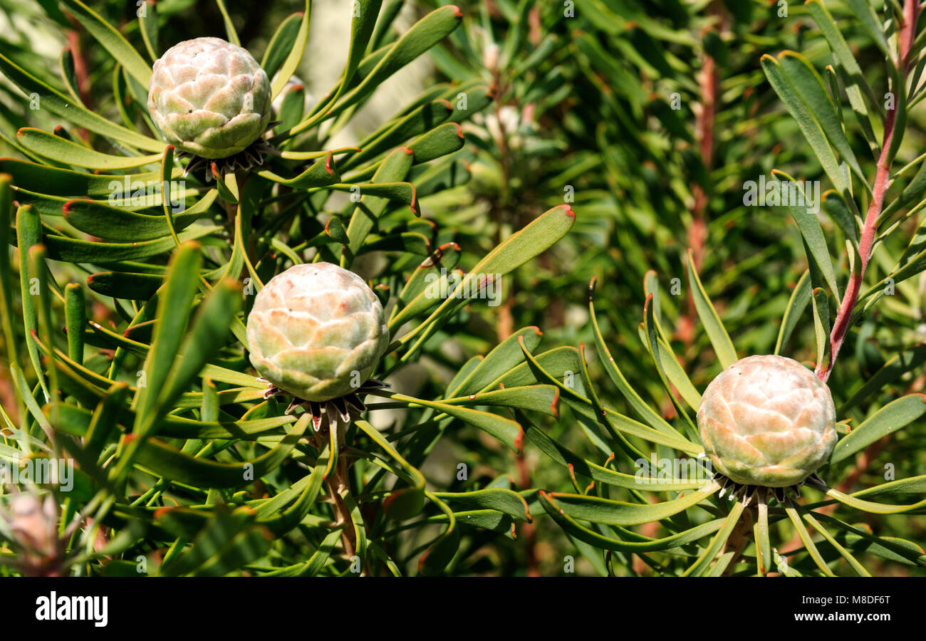 Protea Purple Haze, Leucadendron galpinii, è un piccolo arbusto sempreverde con un suggestivo fogliame color porpora in inverno e coni di argento in estate Foto Stock