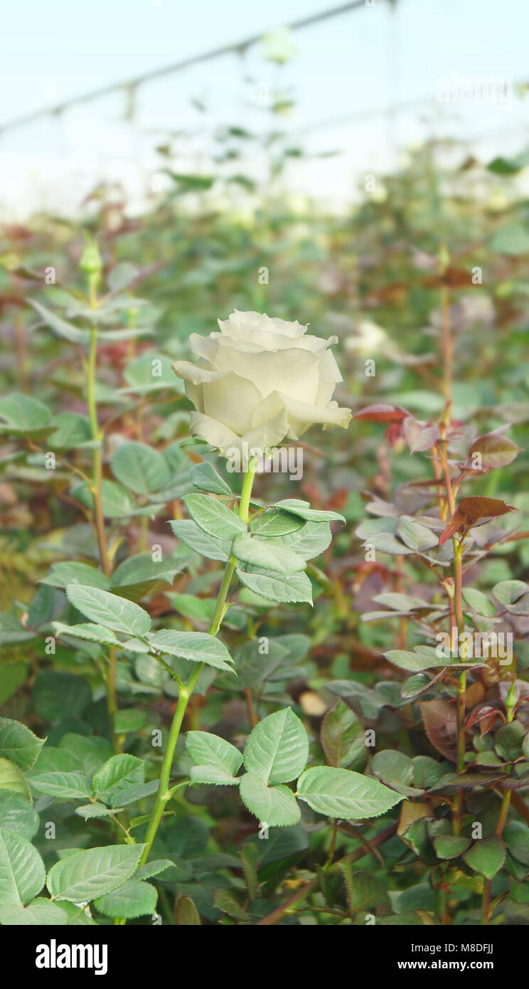 Rosa Bianca con il gambo lungo con foglie verdi all'interno di una serra con lo sfondo delle piante sfocati Foto Stock