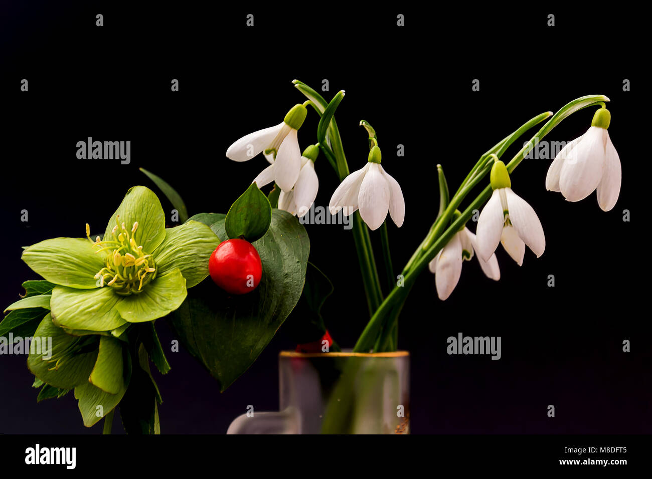 Fiori di Primavera in un vaso. Snowdrops e l'elleboro. Portatori della molla. Isolato su nero. Foto Stock