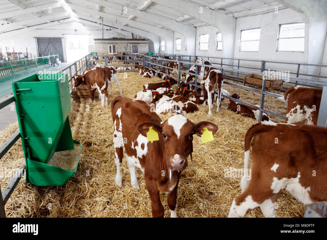 Vacche da latte in una fattoria stalla. Agricoltura Industria, l'agricoltura e la zootecnia Foto Stock