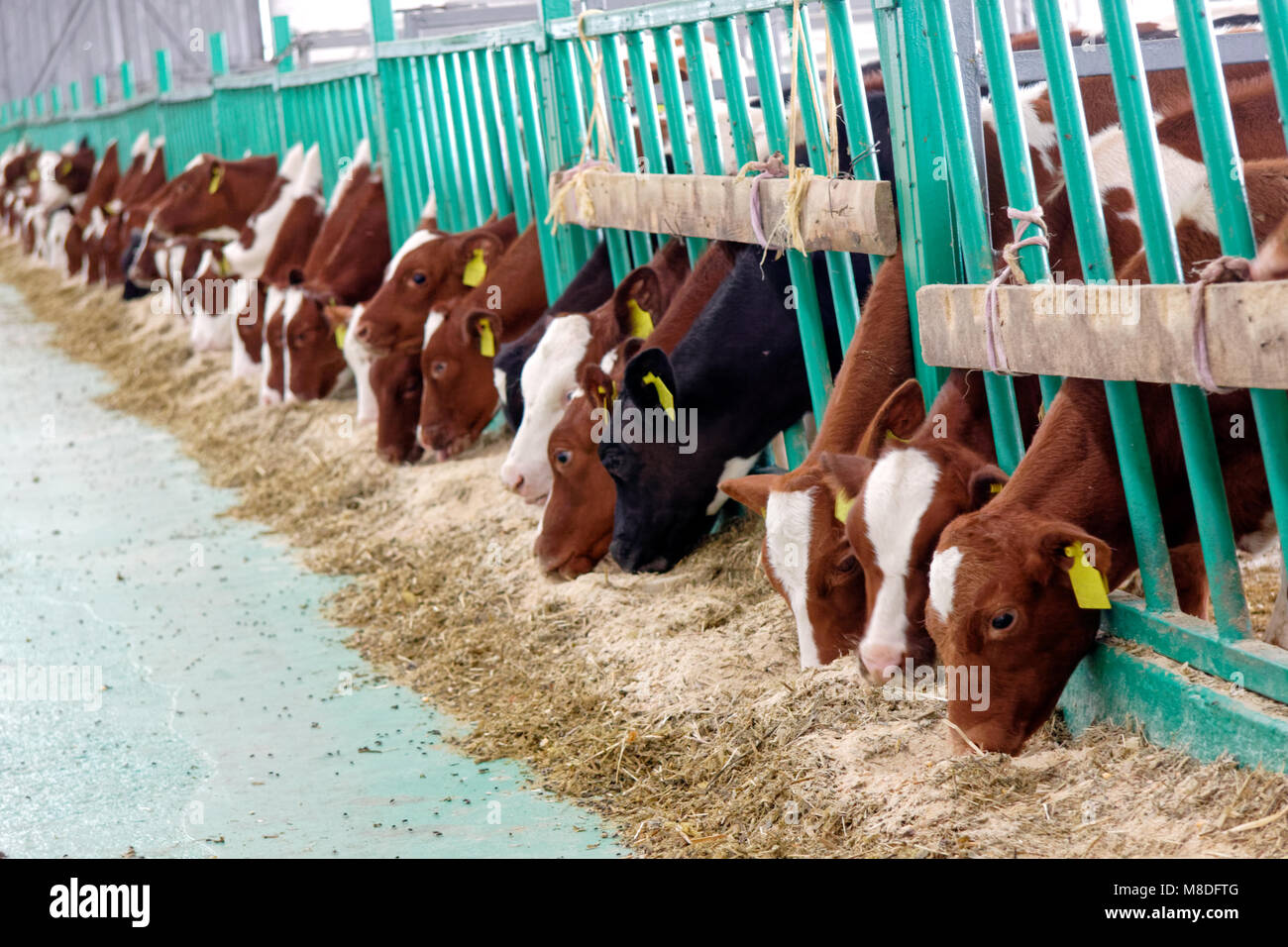 Vacche da latte in una fattoria stalla. Agricoltura Industria, l'agricoltura e la zootecnia Foto Stock