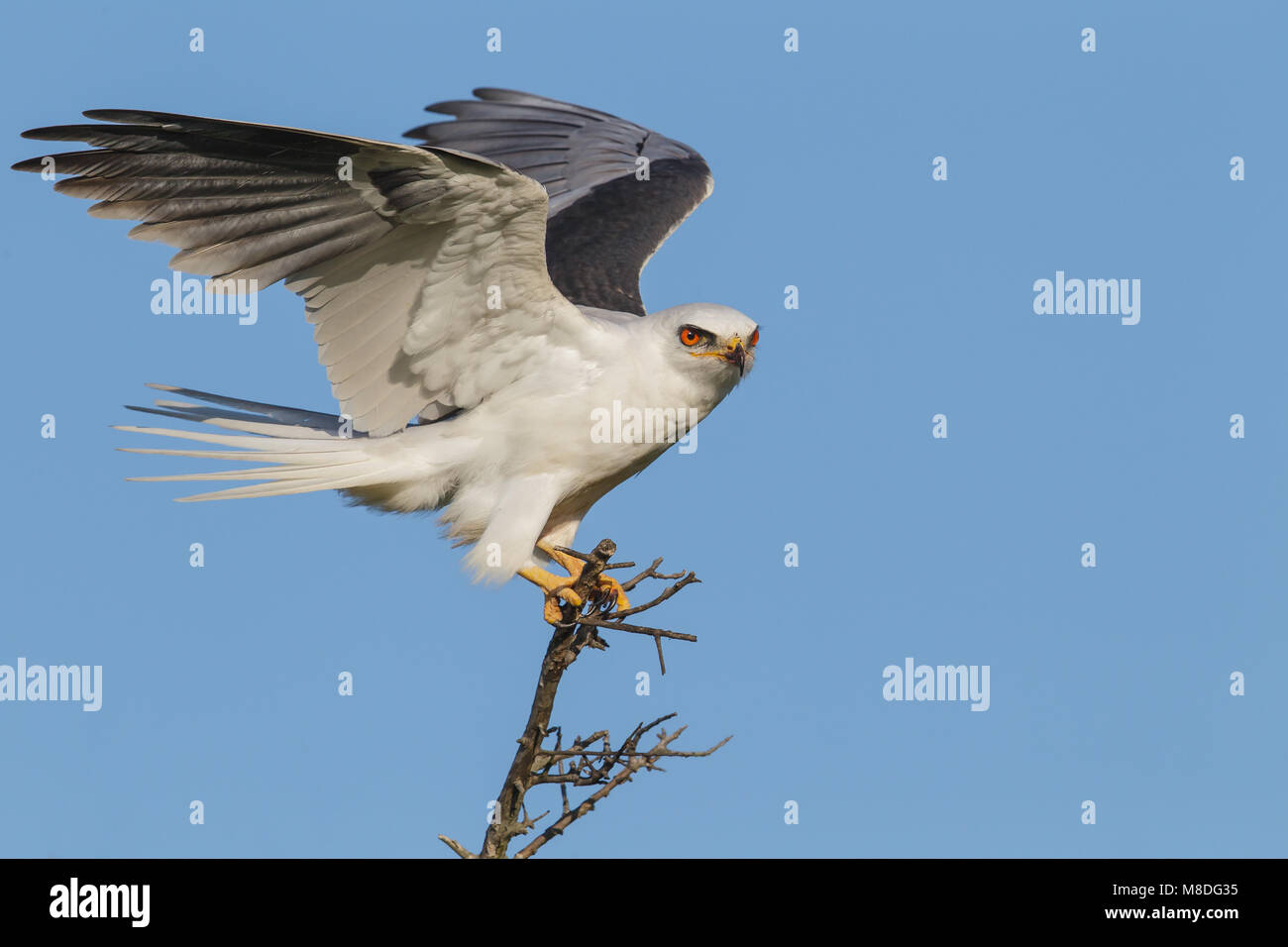 Adulto Galveston Co., TX Aprile 2013 Foto Stock