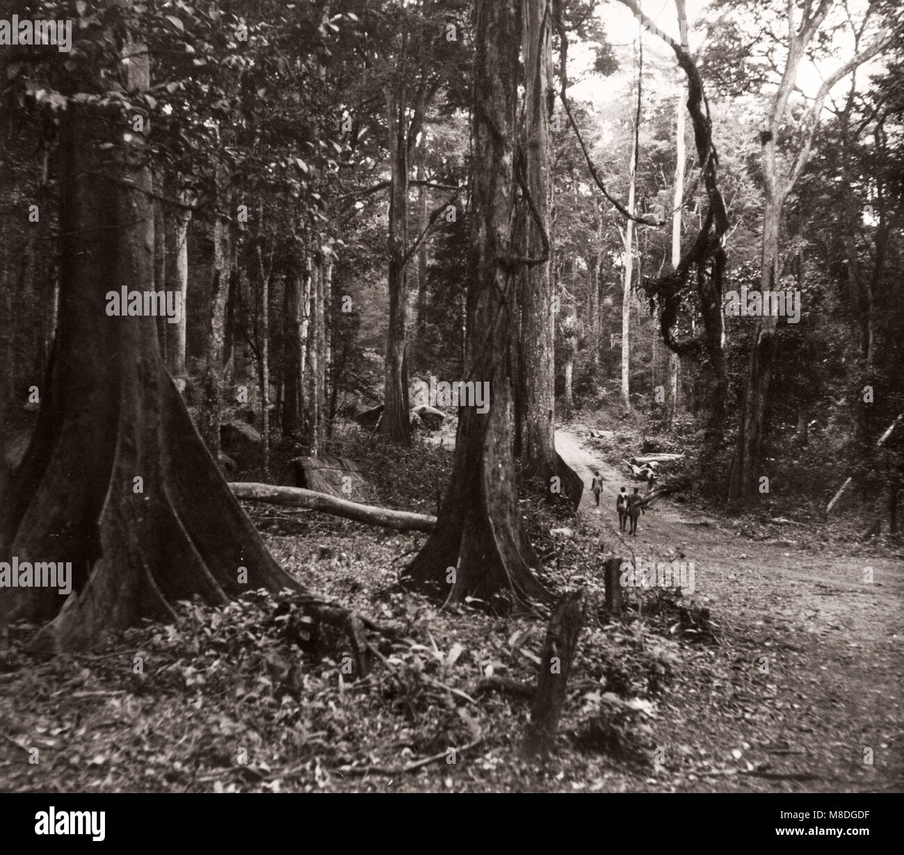 1940s East Africa Uganda - foresta di Budongo, abbattimento e la sezionatura di alberi di mogano Foto Stock