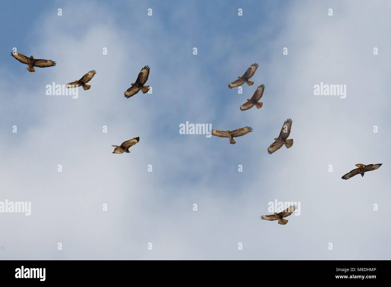 In Steppebuizerd de vlucht; steppa Poiana in volo Foto Stock