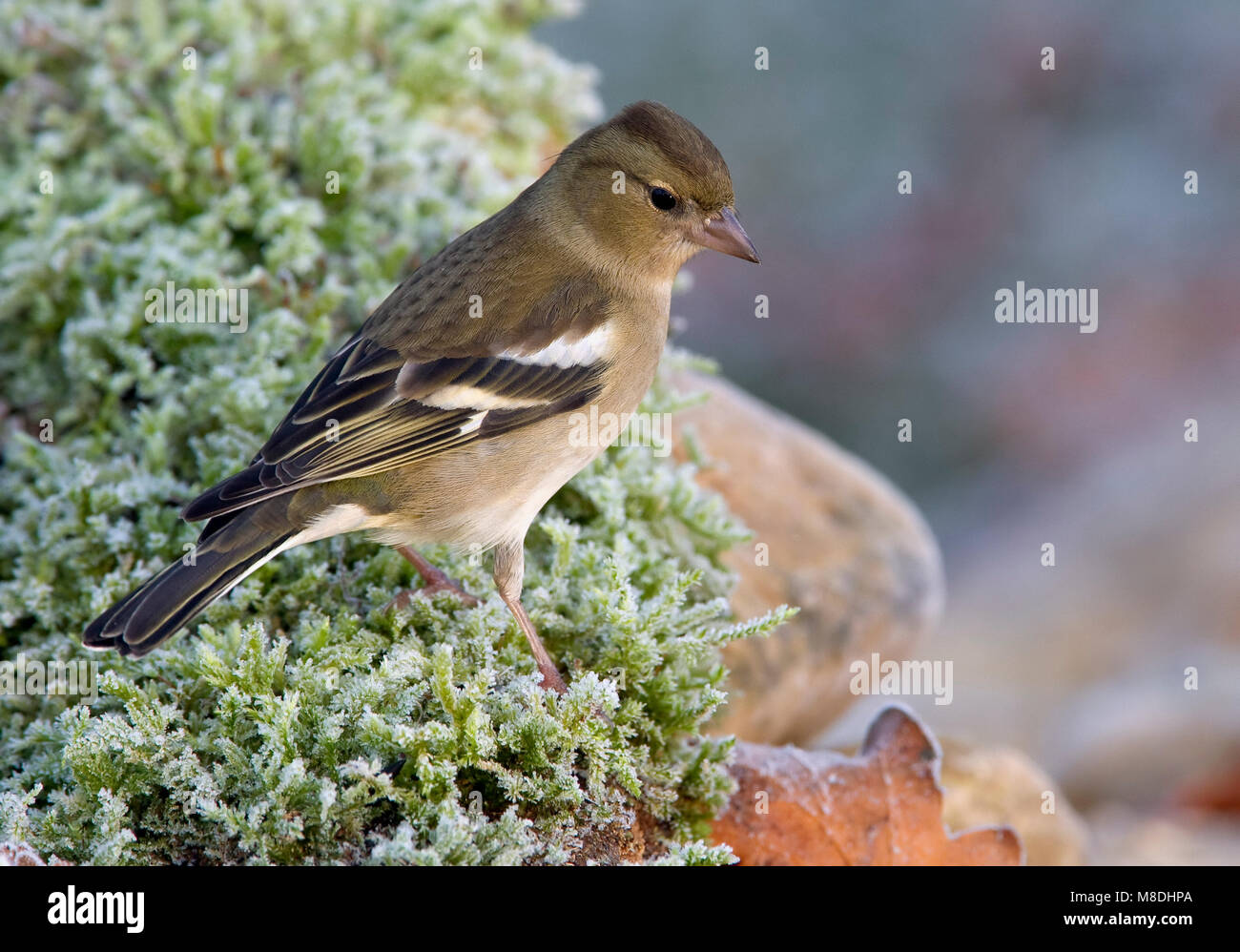 Vrouwtje Vink; femmina fringuello comune Foto Stock