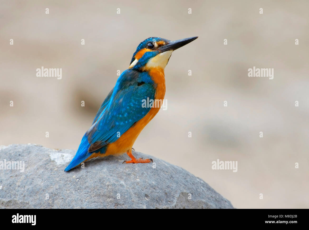 IJsvogel; Kingfisher; Alcedo atthis Foto Stock