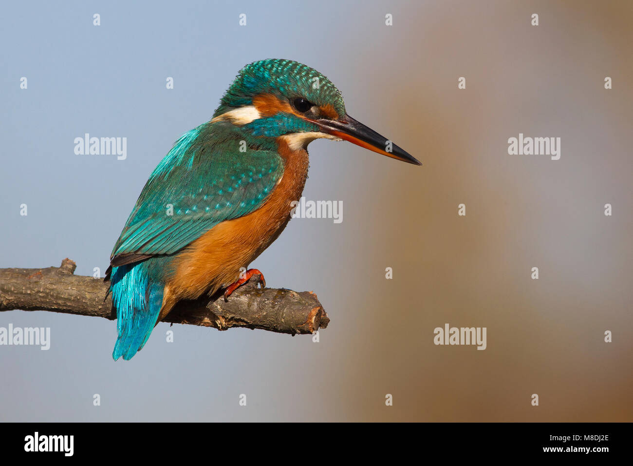 Vrouwtje IJsvogel; femmina Kingfisher comune Foto Stock