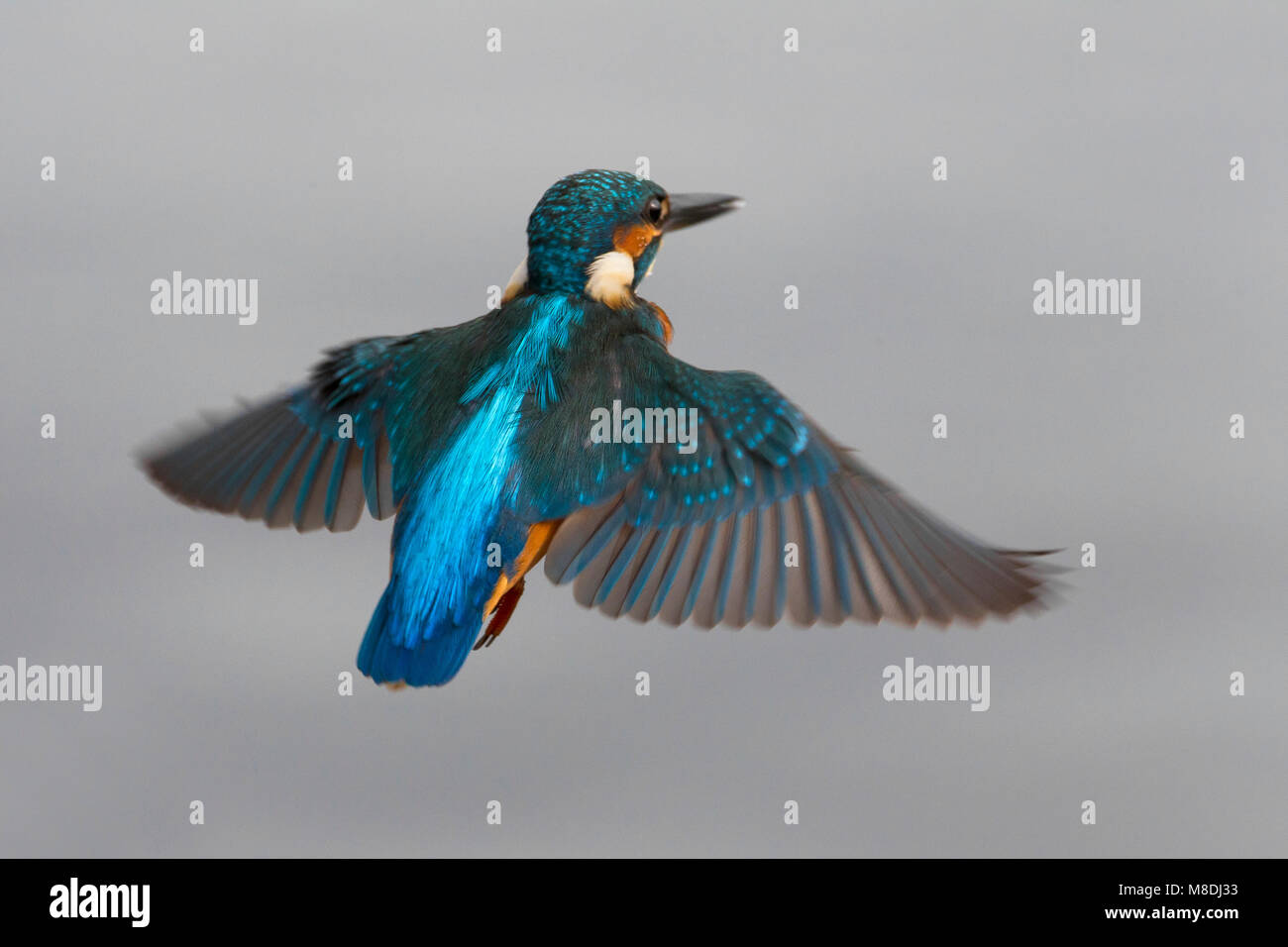IJsvogel; Comune Kingfisher Foto Stock