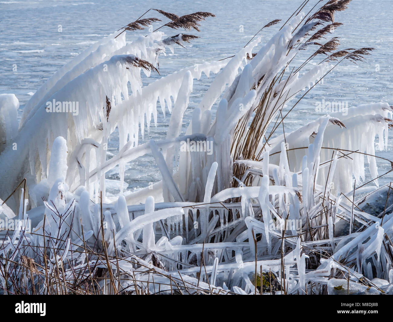 Ance congelati in inverno Foto Stock