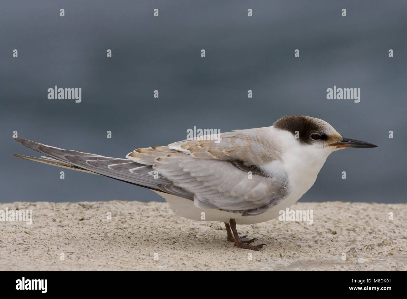 Visdief jong; Comune Tern capretti Foto Stock