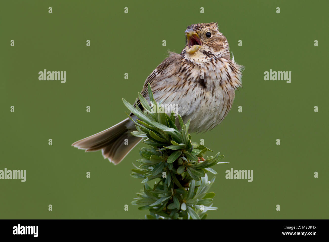 Zingende Grauwe Gors, cantando Corn Bunting Foto Stock