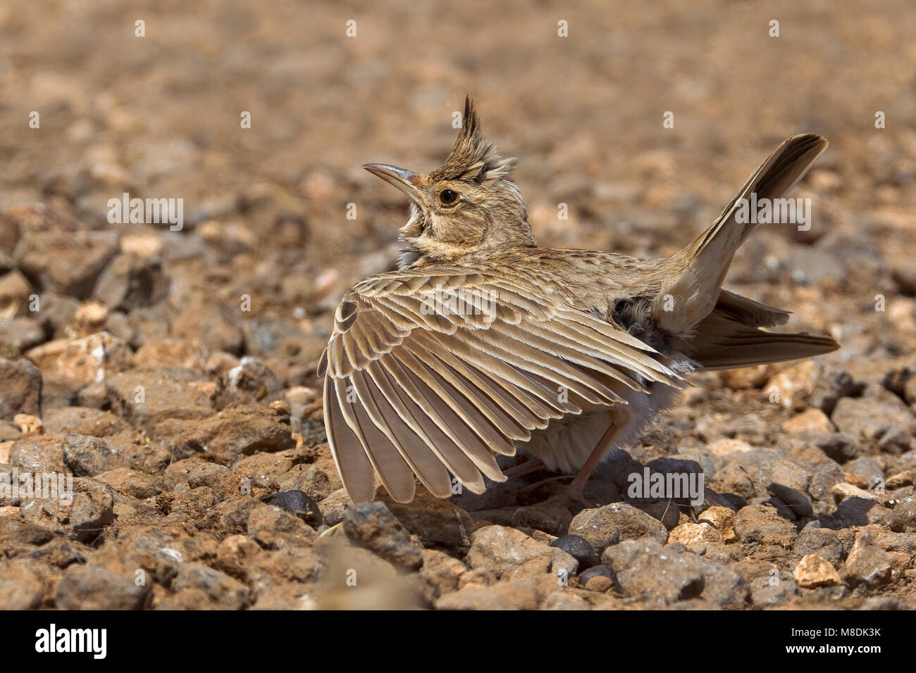Kuifleeuwerik zingend en baltsend; Comune Crested Lark cantando e visualizzazione Foto Stock