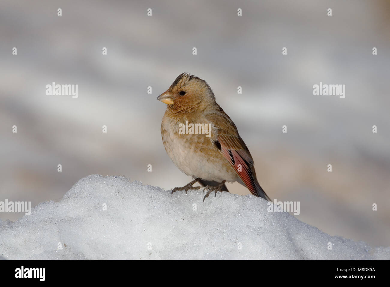 Mannetje Rode Bergvink zittend in de sneeuw, Maschio Asian Crimson-winged Finch arroccato nella neve Foto Stock