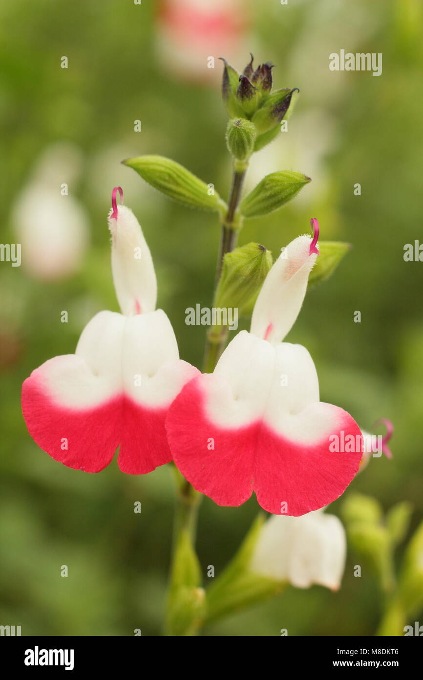 Salvia " Hot Lips", una folta salvia ornamentale con fiori bicolore, in piena fioritura in un giardino inglese in estate (luglio), Regno Unito Foto Stock